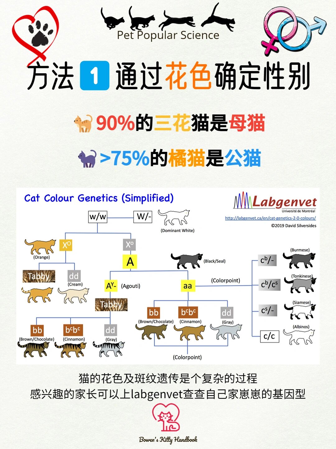 如何区分小猫咪的性别?[科学观腚