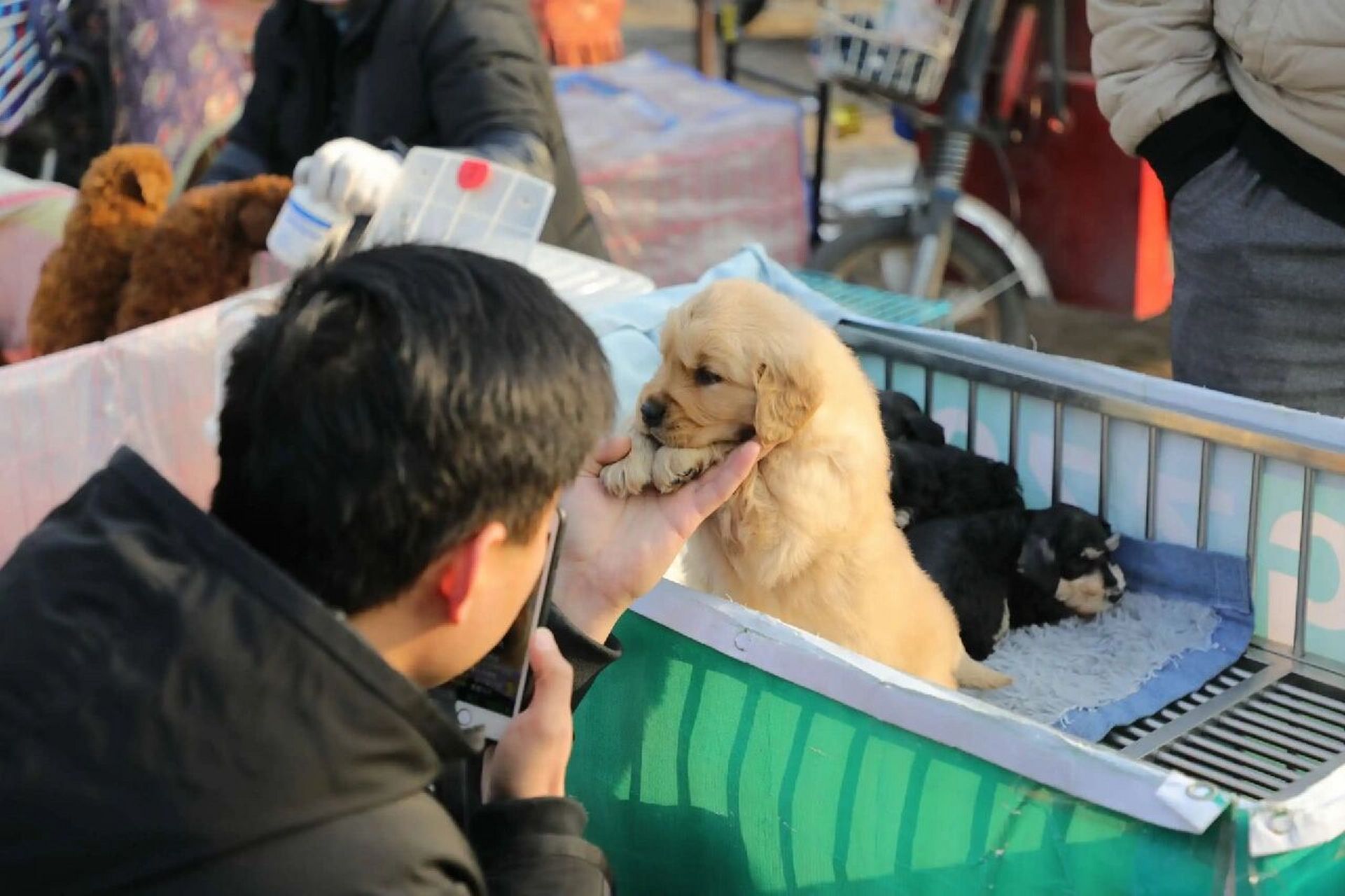 北京狗市 宠物交易市场 梨园狗市 通州狗市