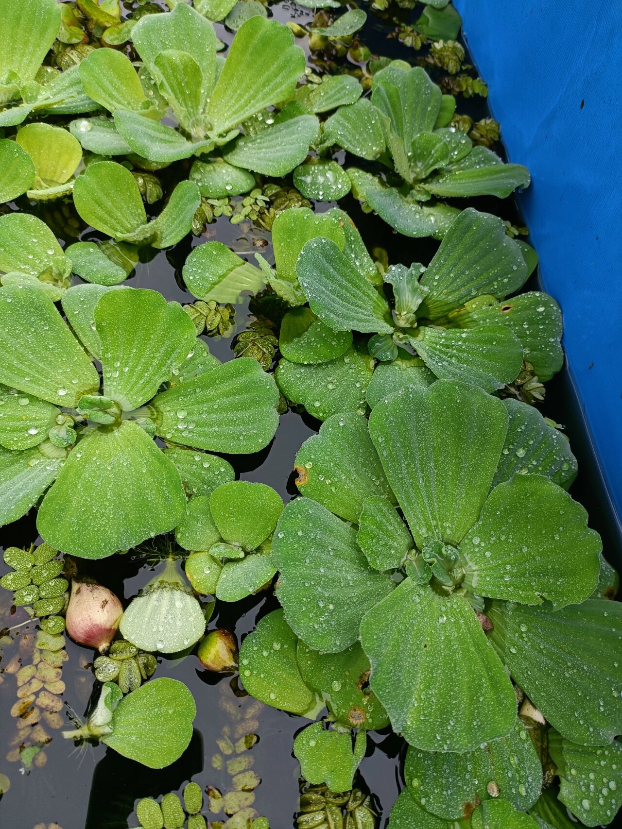 浮萍水草水芙蓉 20元 清 状态都很好  根部很长  有的比巴掌大点 	 20