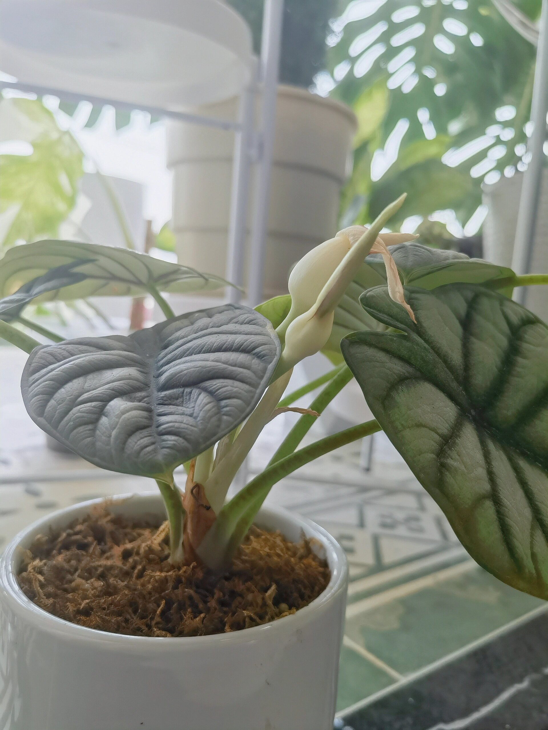 白犀牛又开花了