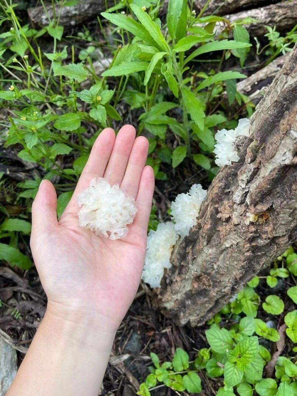 天然环境中生长的椴木银耳 用传统栽培方式——段木栽培培育出来的