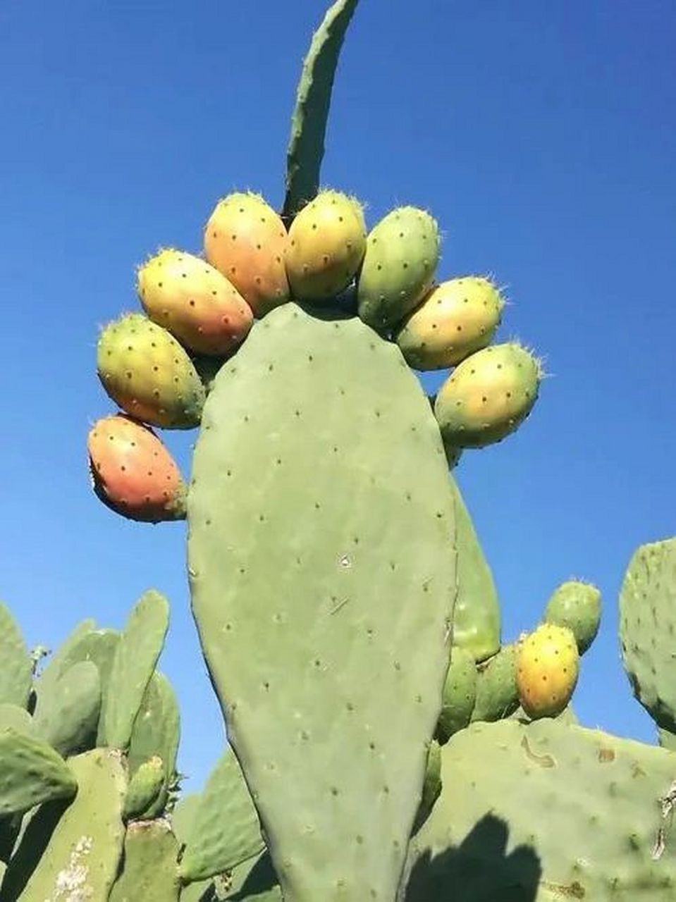 秋日野果|仙人果 浑身带刺的果子——仙人果,又叫人参果,莲菜花,延寿