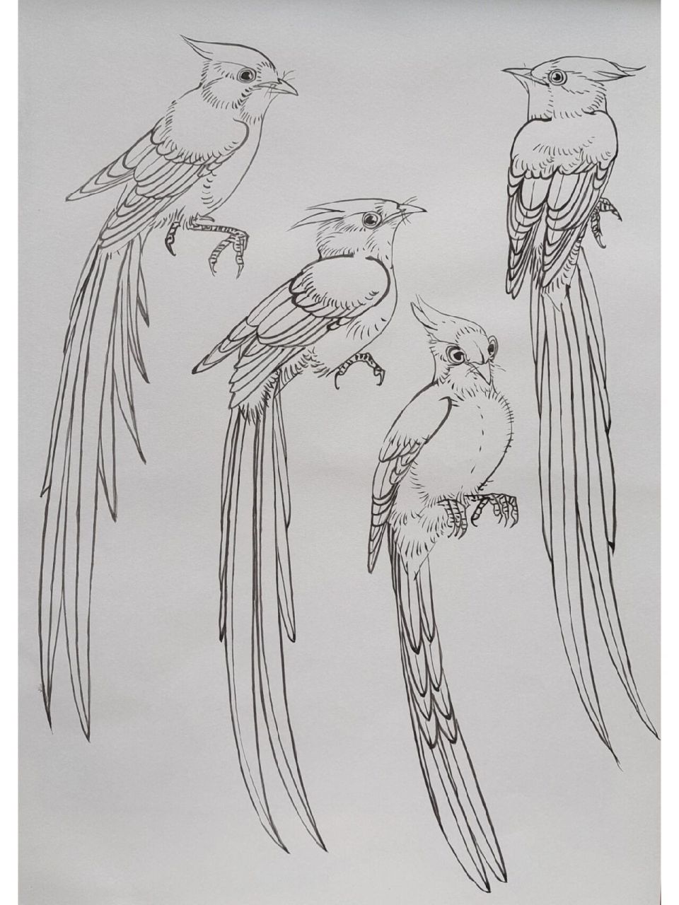 绶带鸟的画法图片