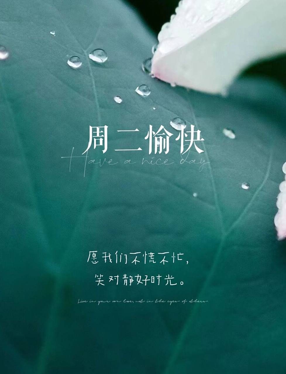 周二愉快|早安日签海报|荷花背景图|可改字 #学设计美学找小沫# #活动