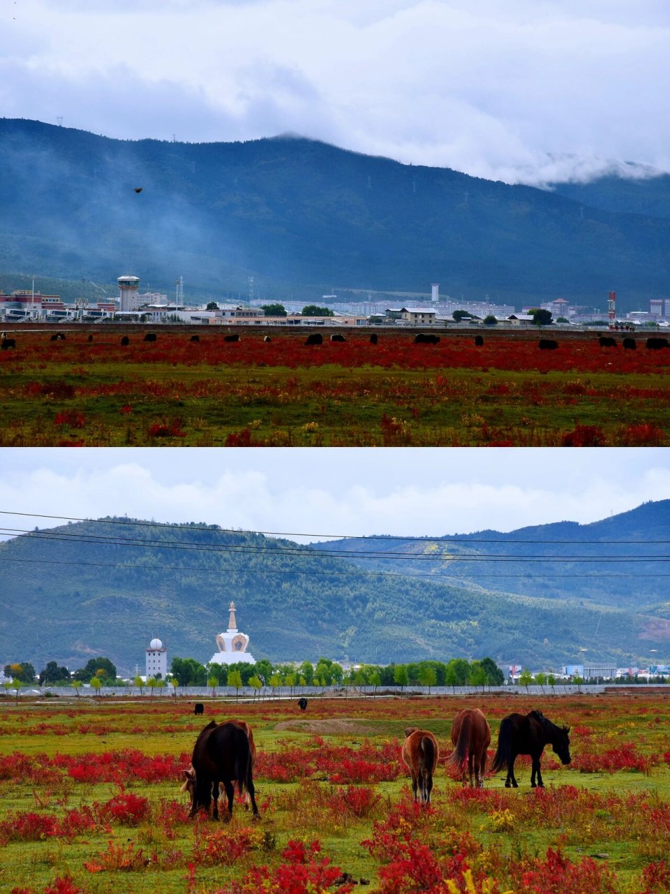纳帕海香格里拉大草原 纳帕海,在云南境内,如果说可以被称为高原之泪