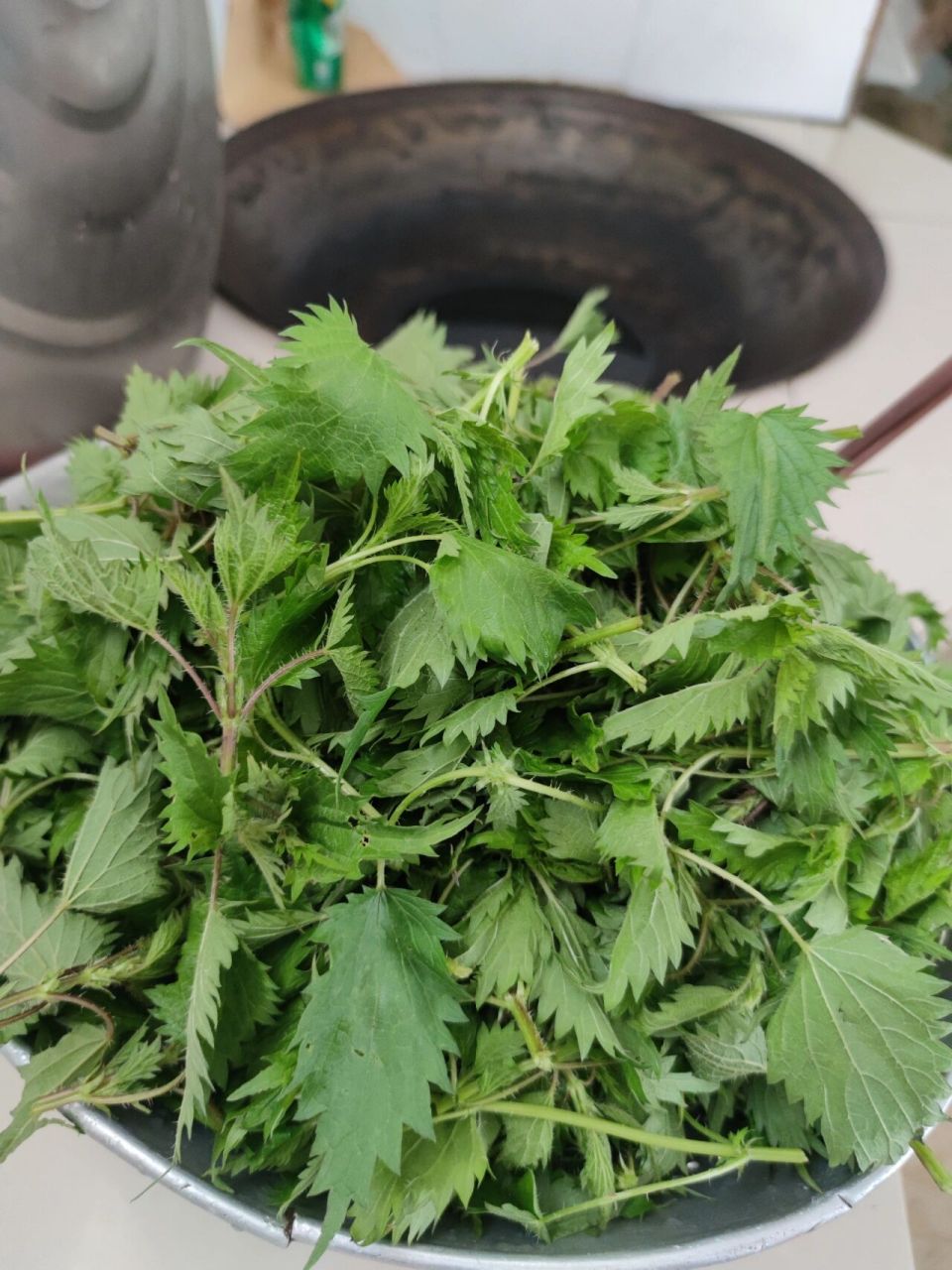 荨麻草,摸它手会麻会痛的一种植物, 荨麻草,摸它手会麻会痛的一种植物