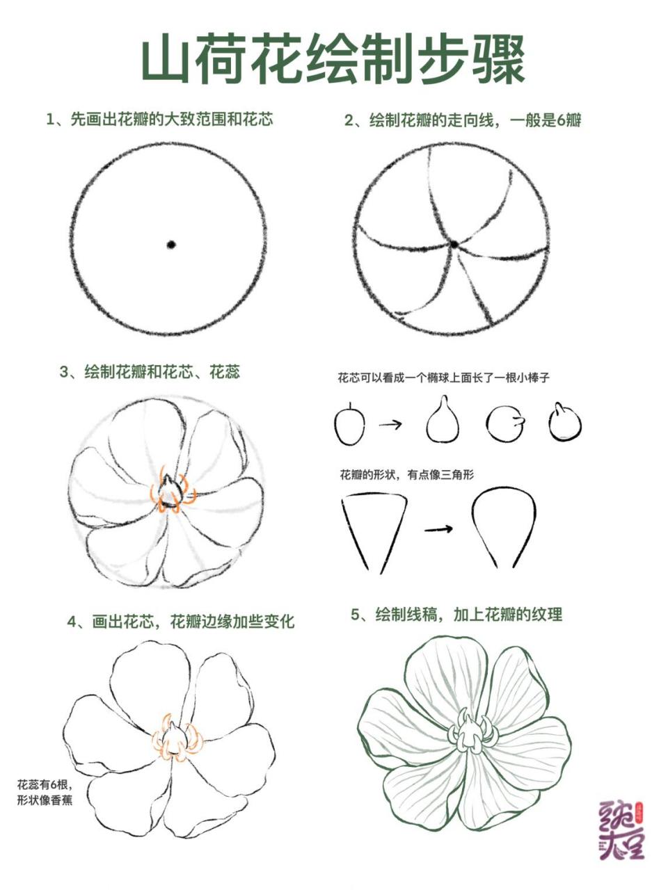 荷叶母亲结构图解图片