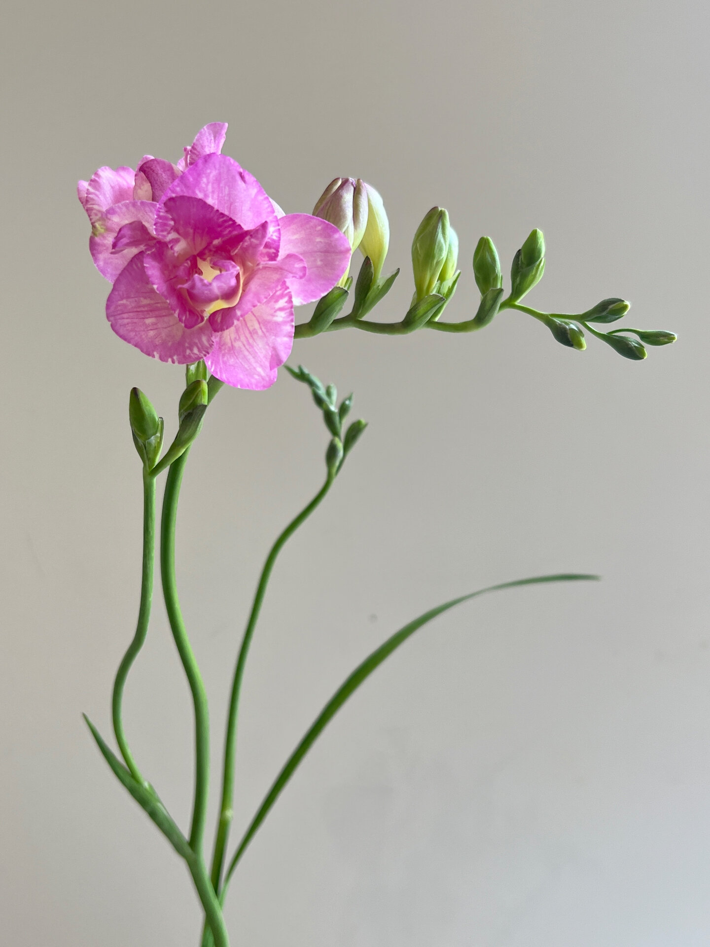 国产香雪兰|重瓣  香雪兰开花过程记录 香雪兰开满枝头爆花记录 参阅