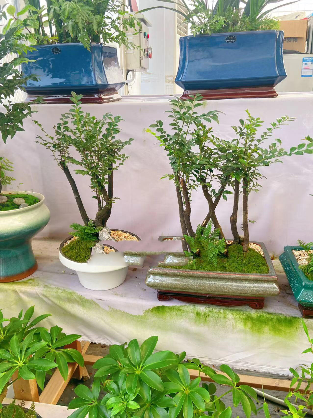 办公室董事长总经理桌面用什么绿植好 企业办公室绿植推荐,董事长总