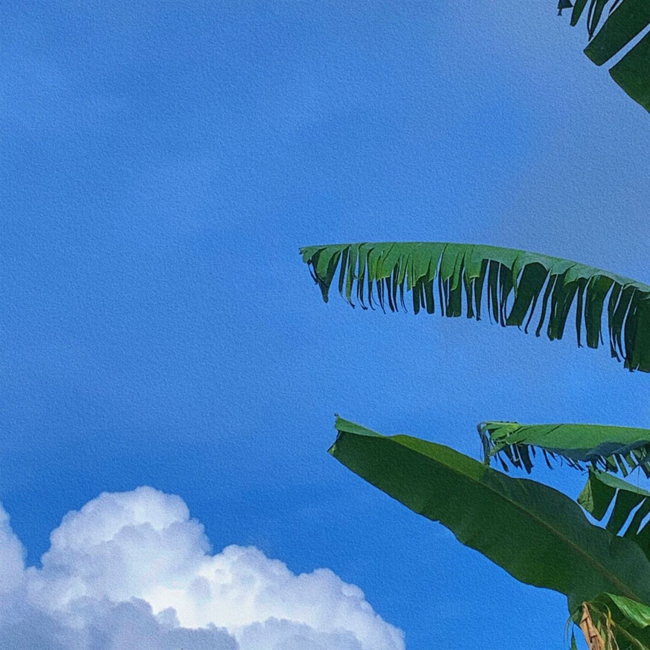 微信背景图 | 夏日限定背景蓝天白云绿叶 远处的是风景,近处的才是