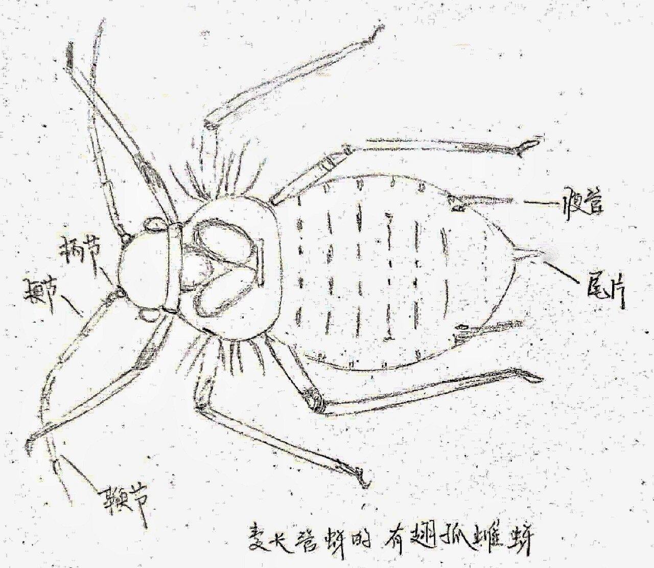 昆虫手绘0269♀15