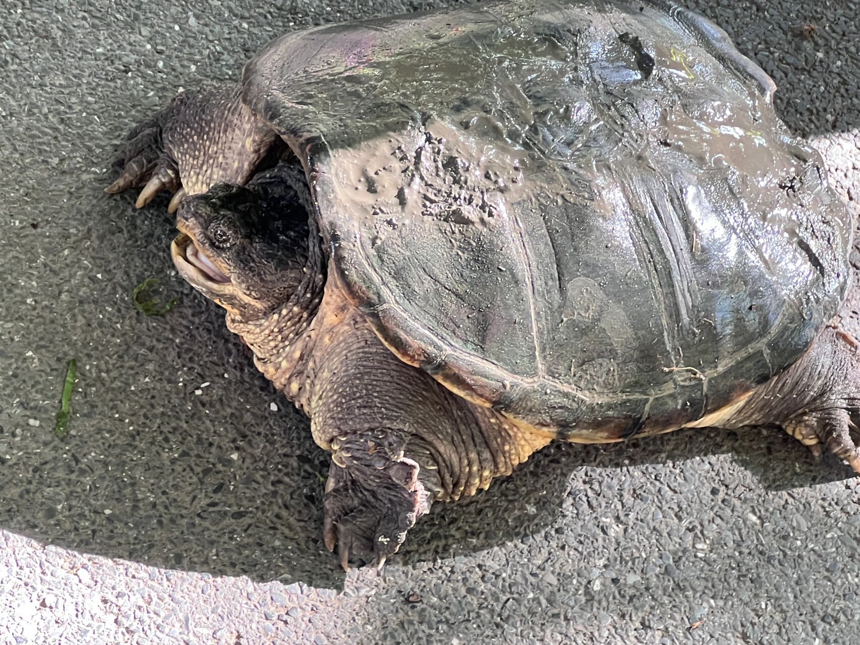 野生鳄鱼龟 河里的野生老龟98被园内的工作人员抓上来了 凶残程度