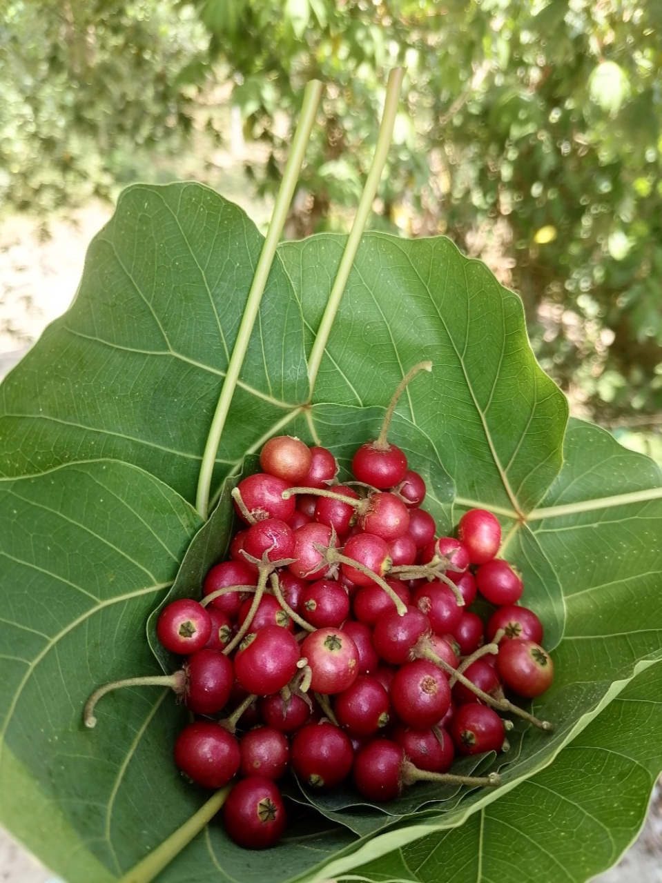 珍珠果(学名:文定果) 你们那里叫什么?