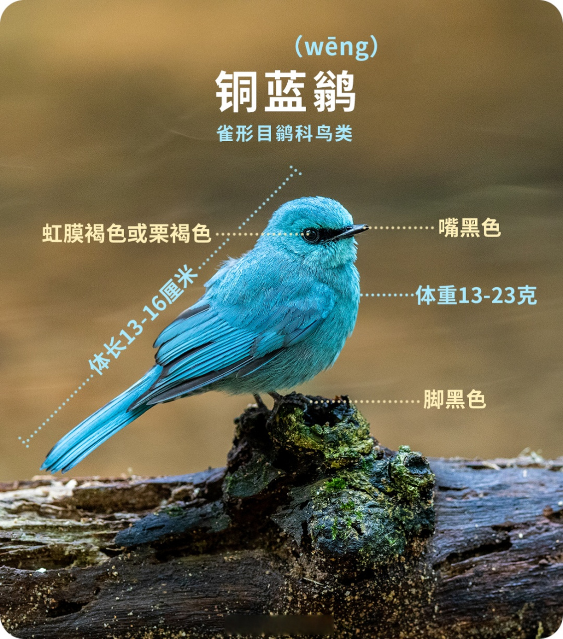 大自然里的"蓝色妖姬"】铜蓝鹟是雀形目鹟科鸟类.