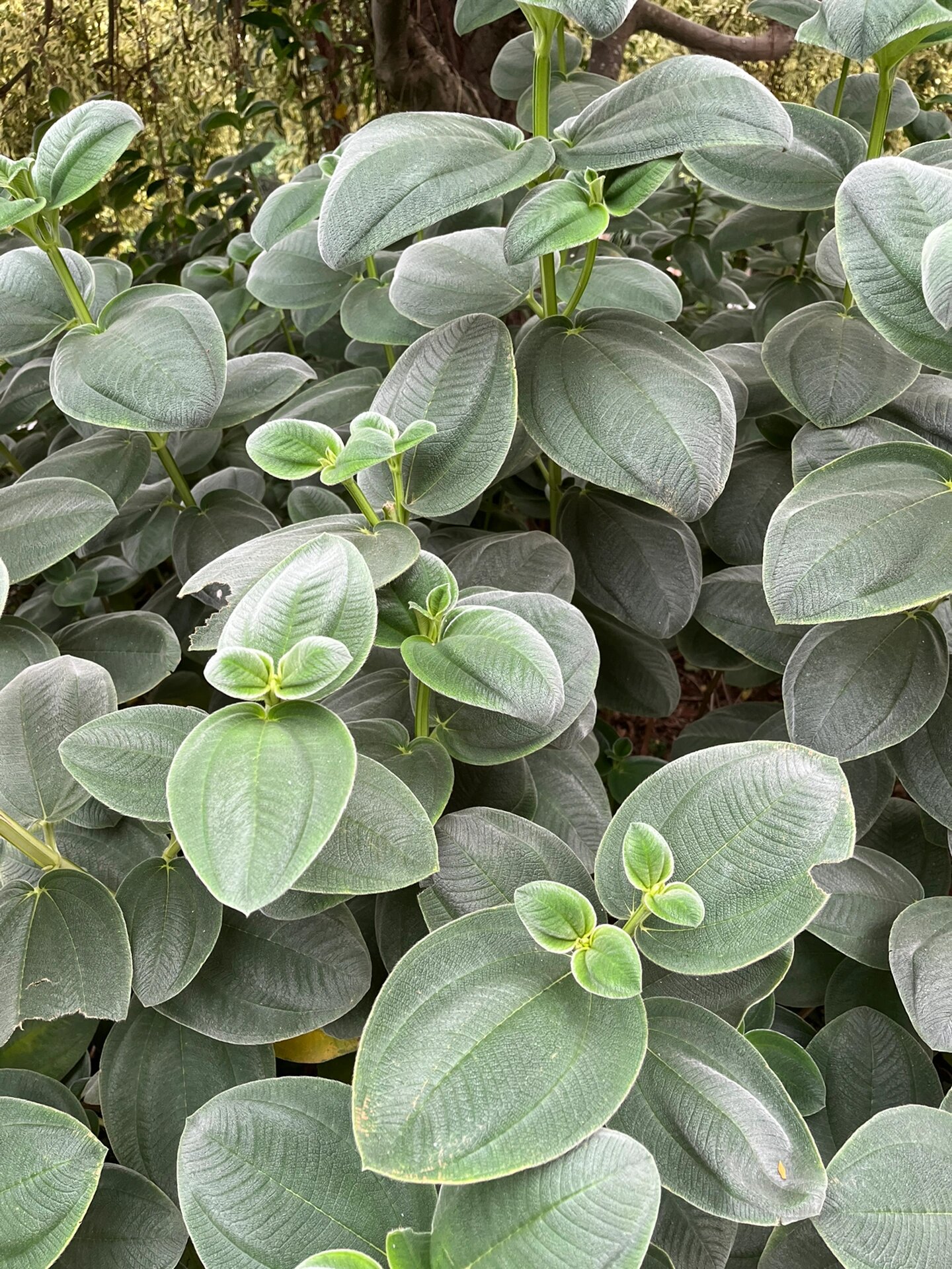 银毛野牡丹——摸着像绒布一样的叶子 银毛野牡丹科蒂牡花属常绿小