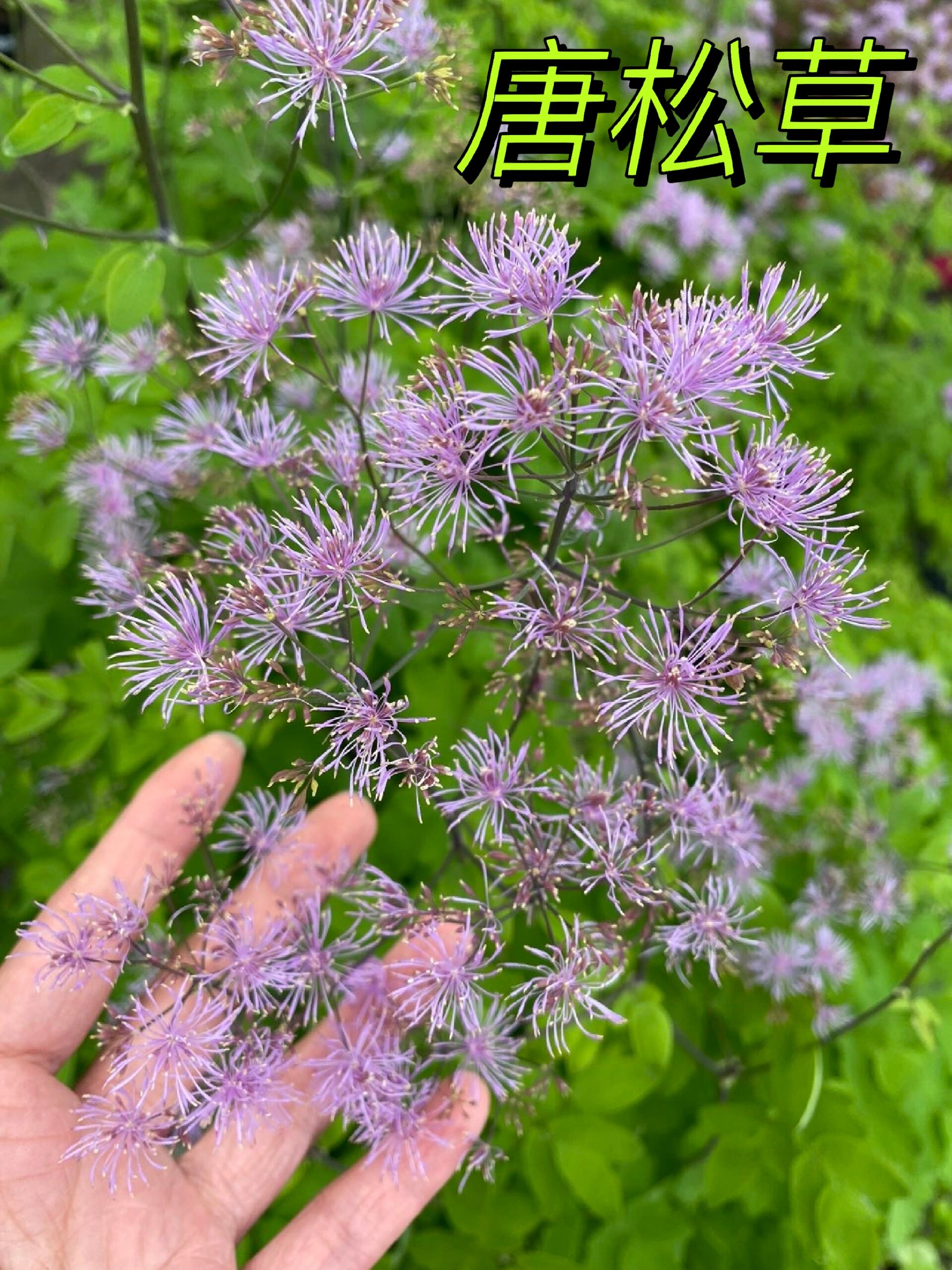 耐阴宿根 小众植物 唐松草