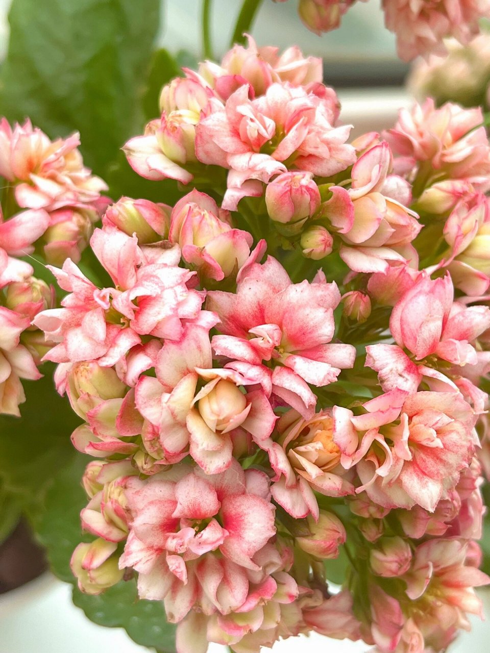 长寿花(49)快乐星球