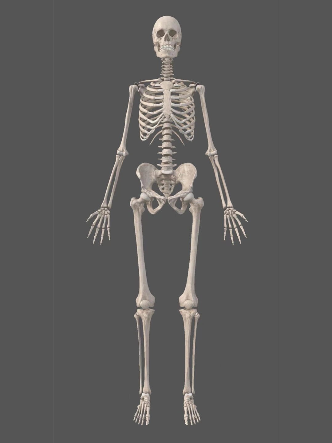 全身骨骼概览 人体共有骨骼206块,分为颅骨,躯干骨和