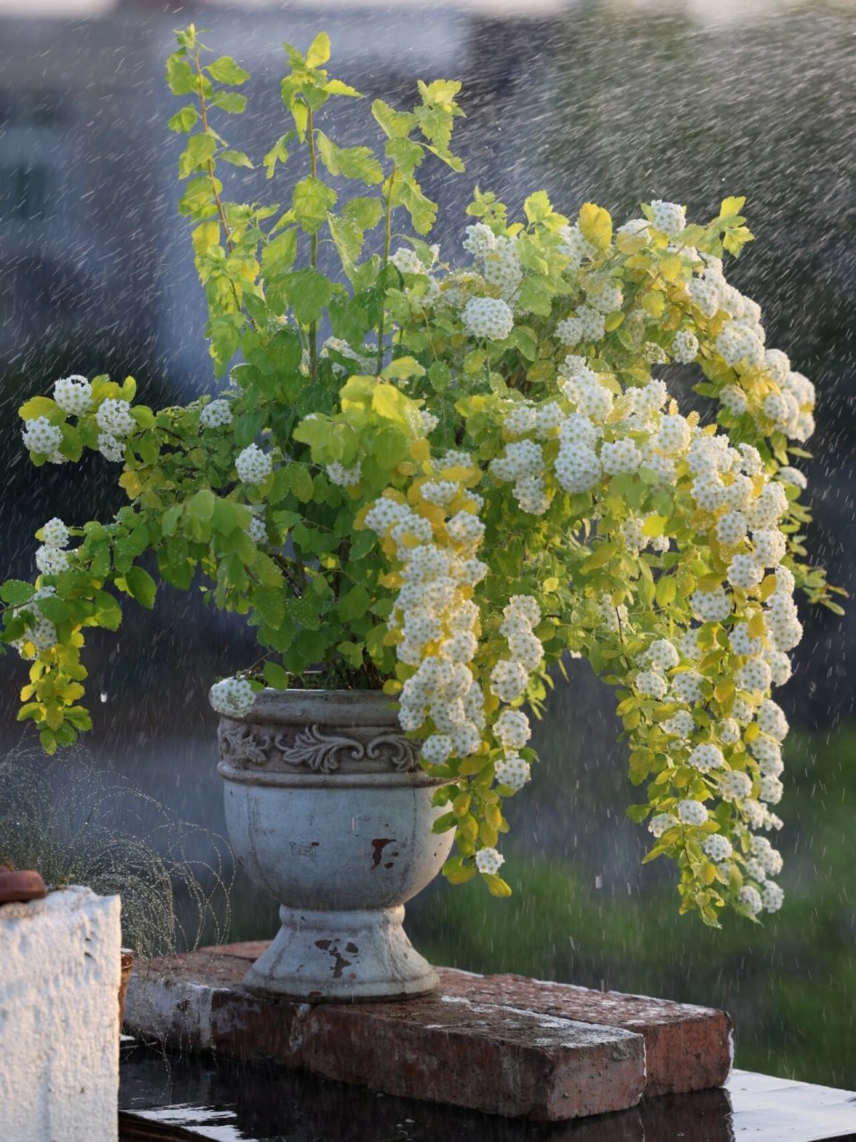 菱叶绣线菊 花灌木 耐寒耐旱 花球小巧可爱 花量大 枝条飘逸灵动十足