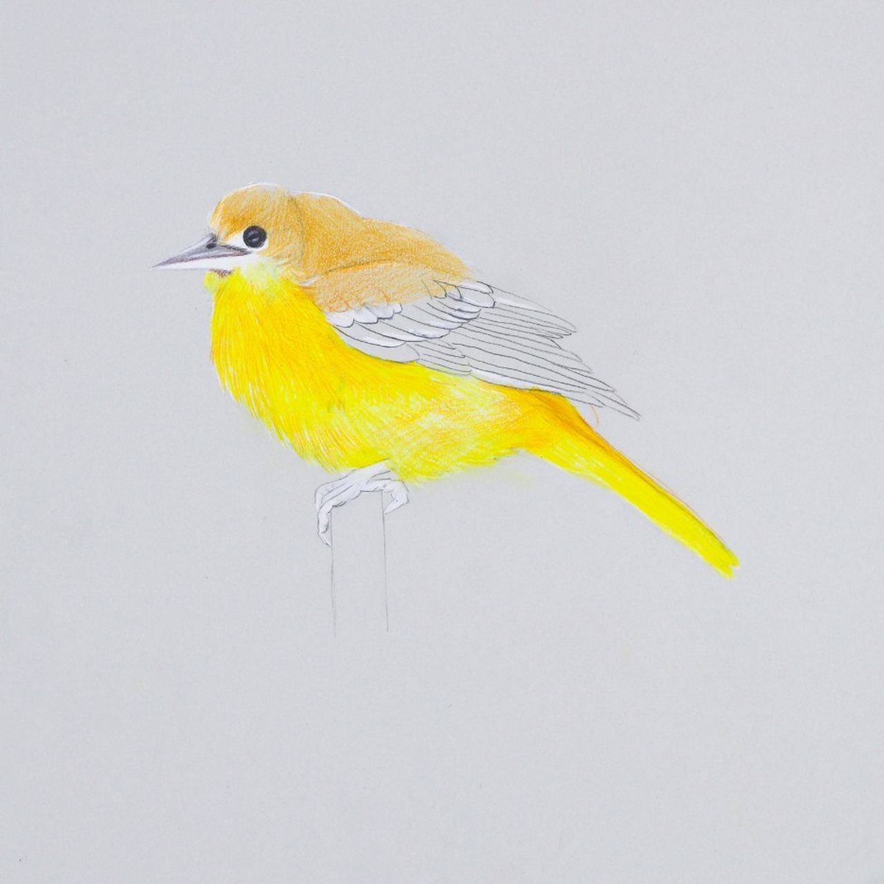 【彩铅案例】—黄鹂91 "两只黄鹂鸣翠柳,一行白鹭94上青天"91