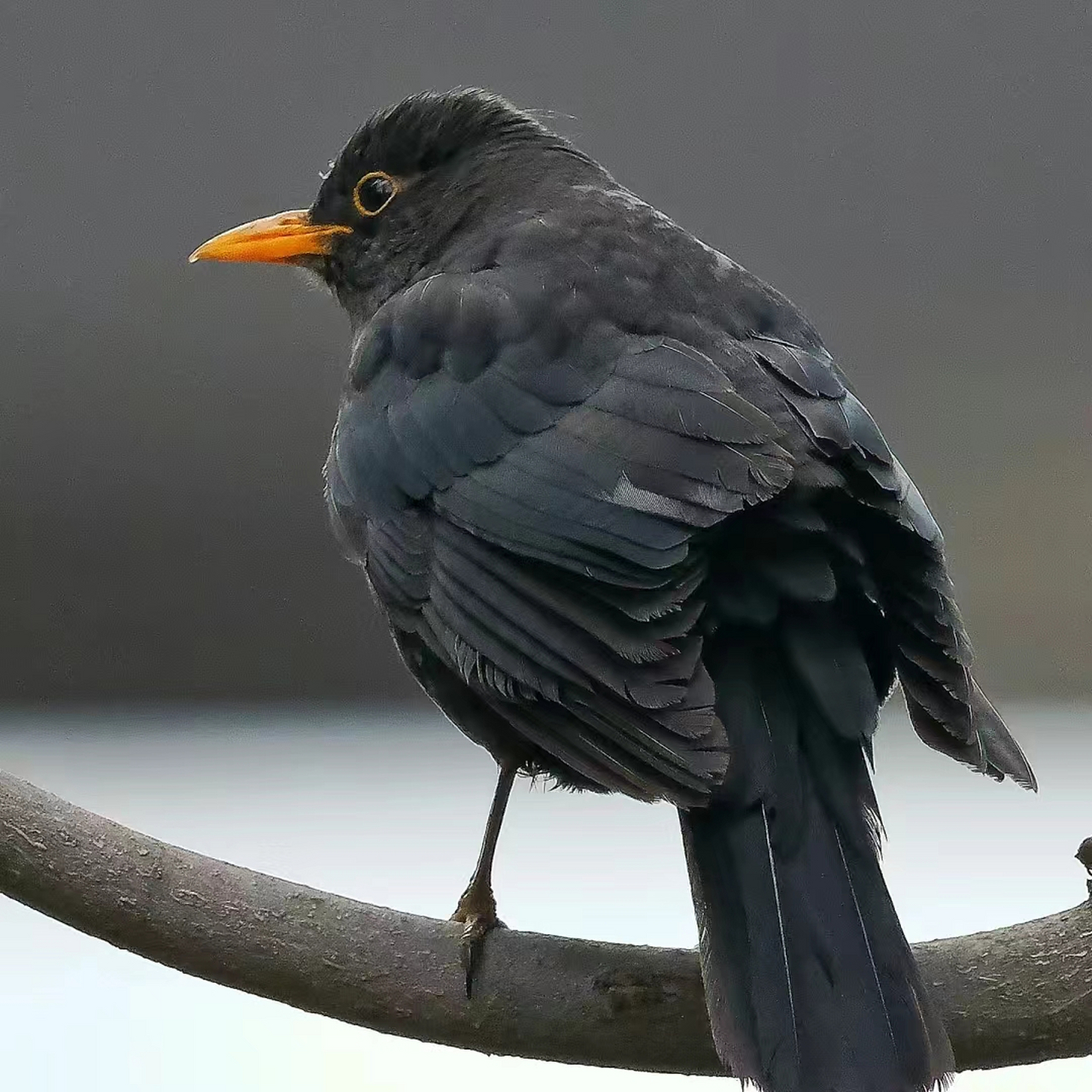 乌鸫鸟图片 乌鸫鸟不是乌鸦哦,经常被错认为乌鸦或者八哥92 它们不