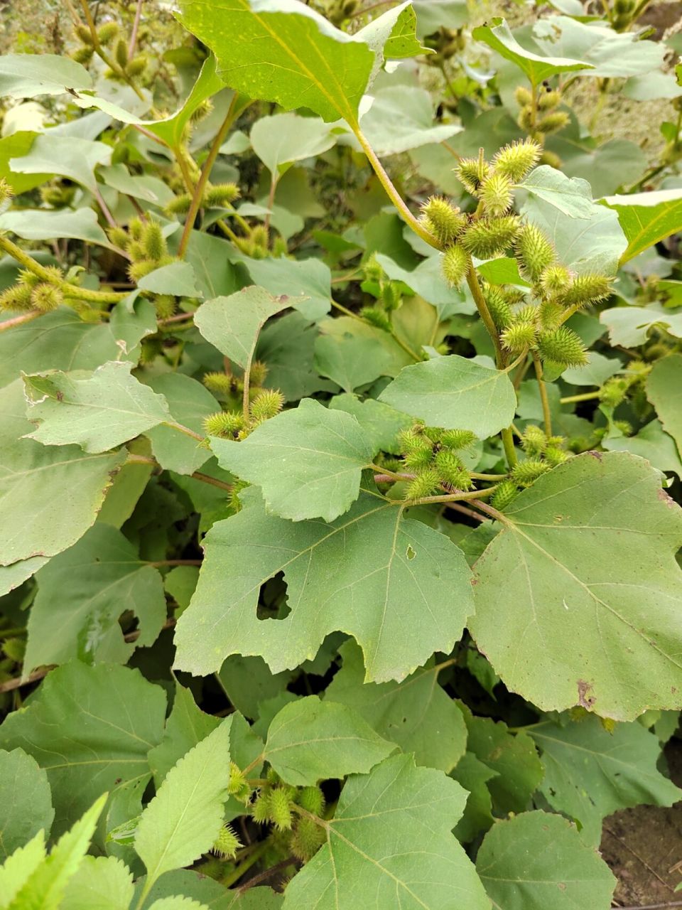 苍耳草本植物 (学名:xanthium sibiricum patrin ex widder)是菊科