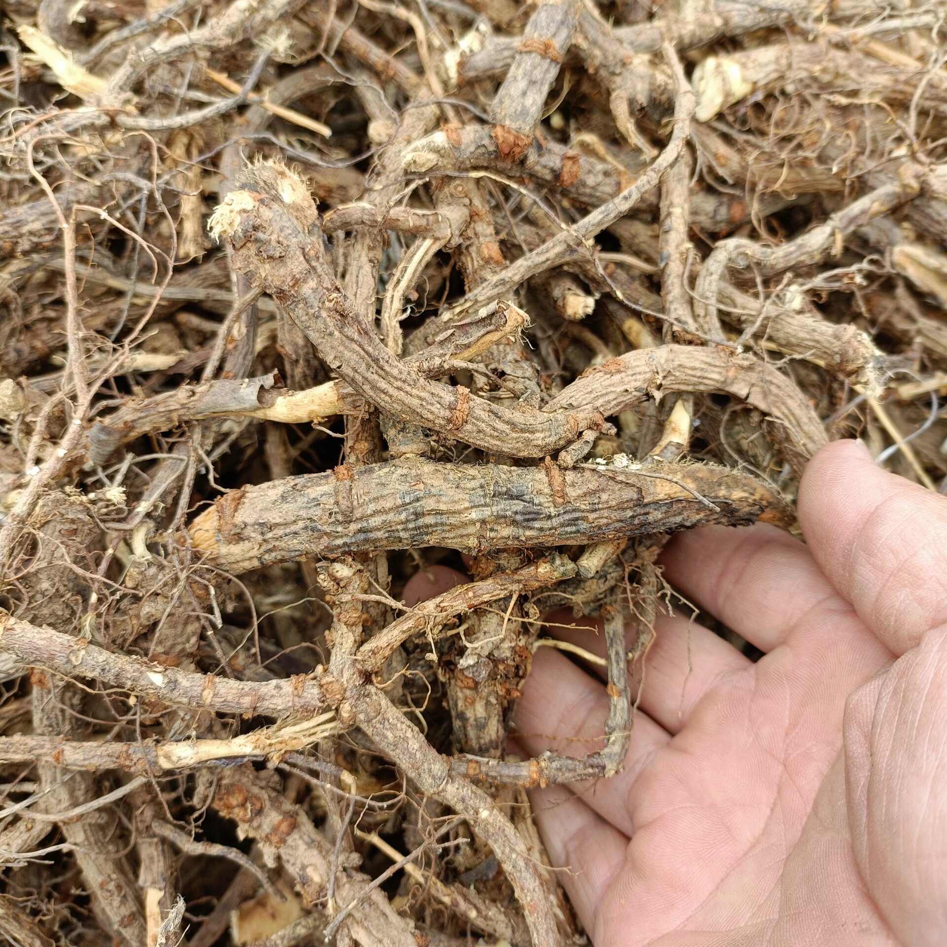 大山里采挖的野生金雀根