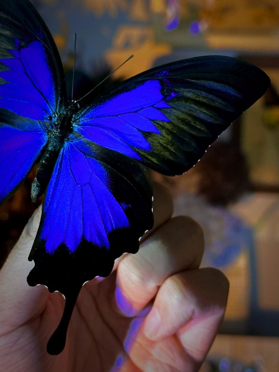 天堂凤蝶·来自天堂的使者03 天堂凤蝶(学名:papilio ulysses)翅展