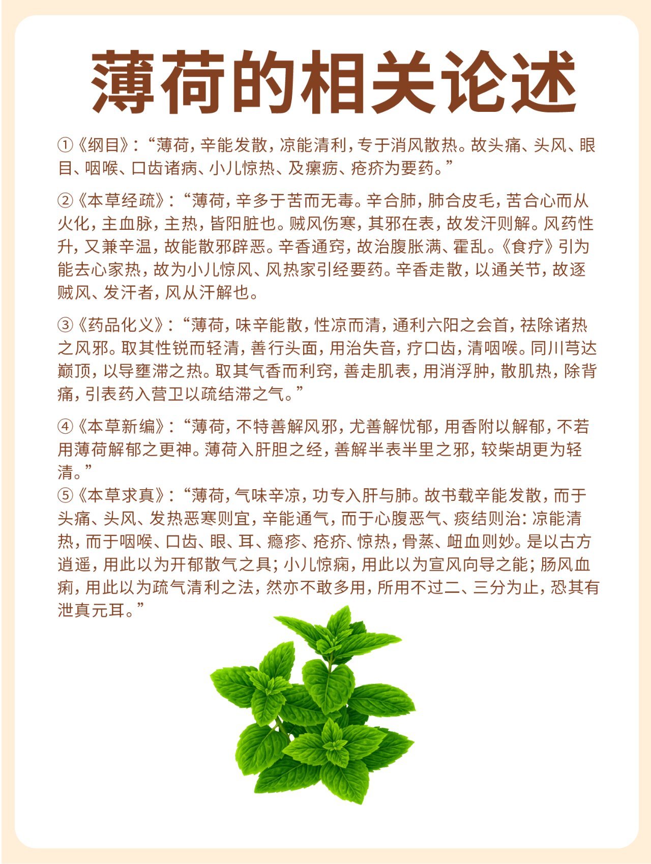 薄荷菜的功效图片