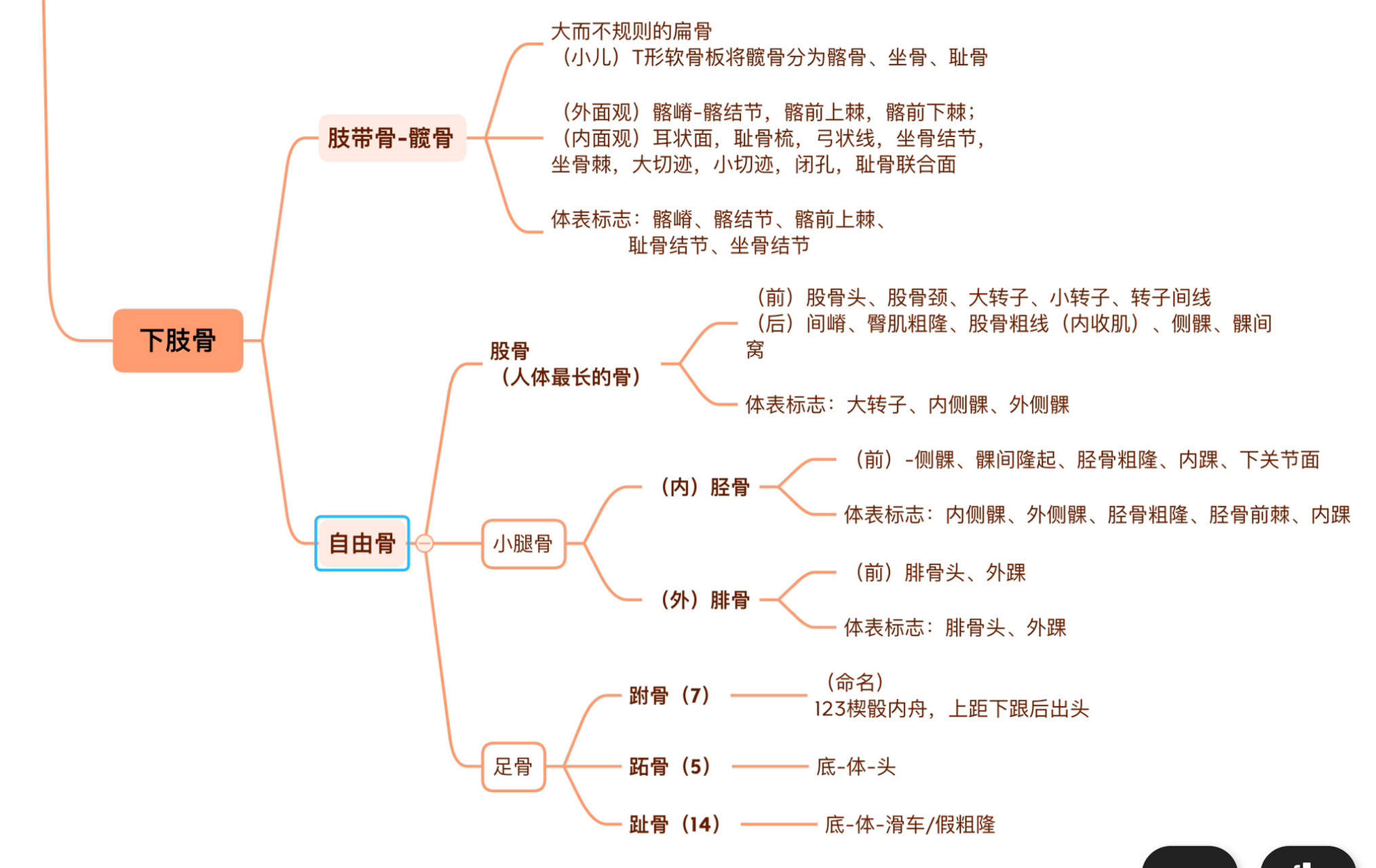 骨学的知识框架图图片