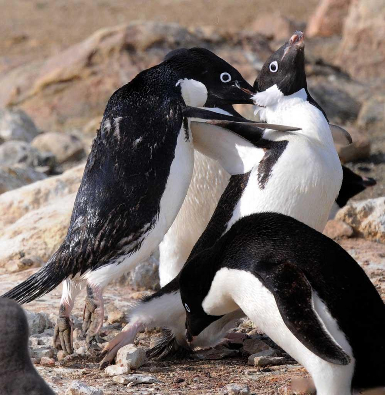 因为打架被啄秃了的阿德利企鹅,不仔细还以为长了眉毛