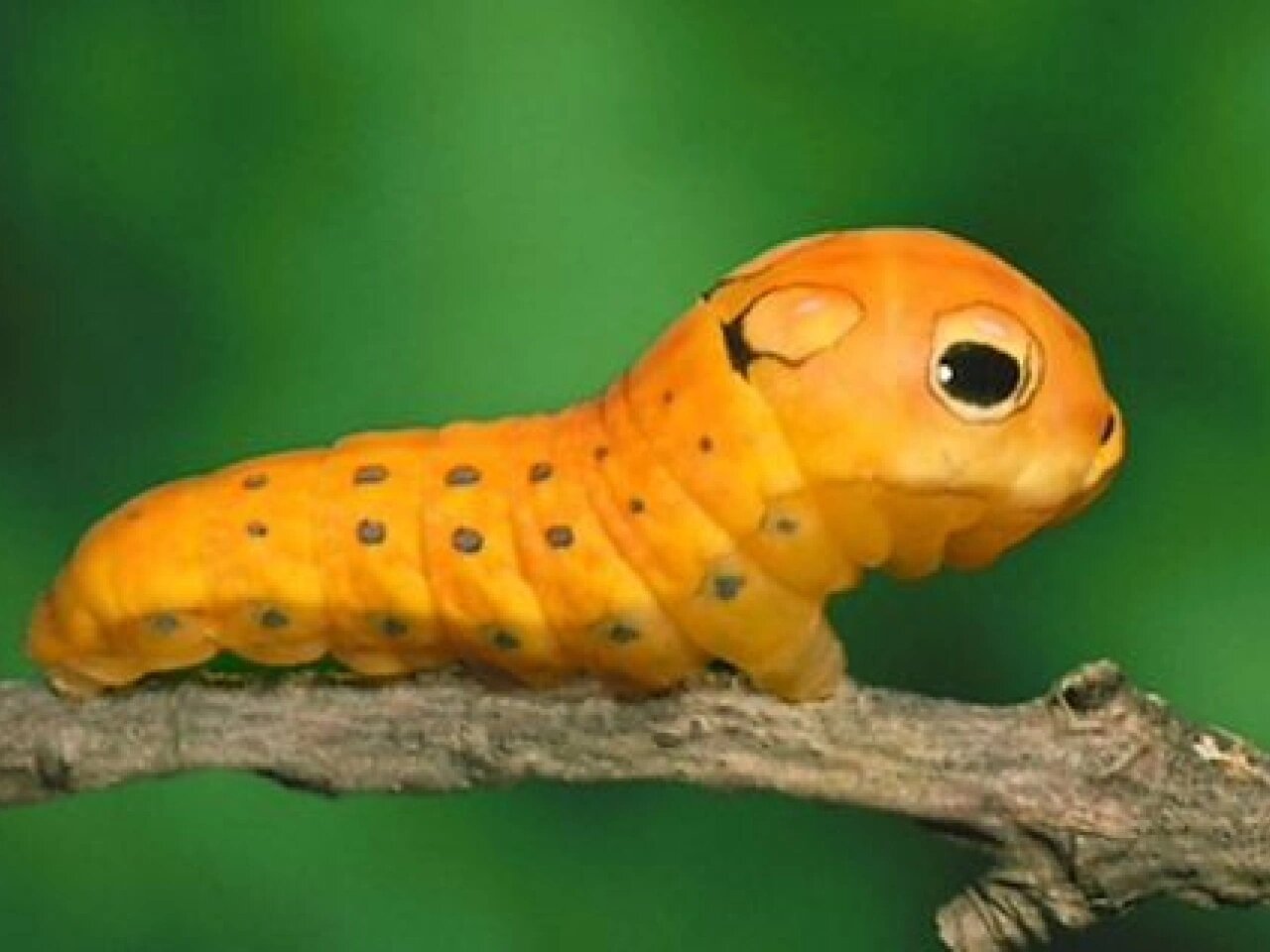 这是毛毛虫751571简直可爱到犯规|过来捏捏