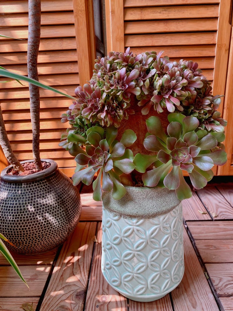 阳台多肉分享——韶羞法师缀化 这是在我的小阳台上度夏毫无压力的