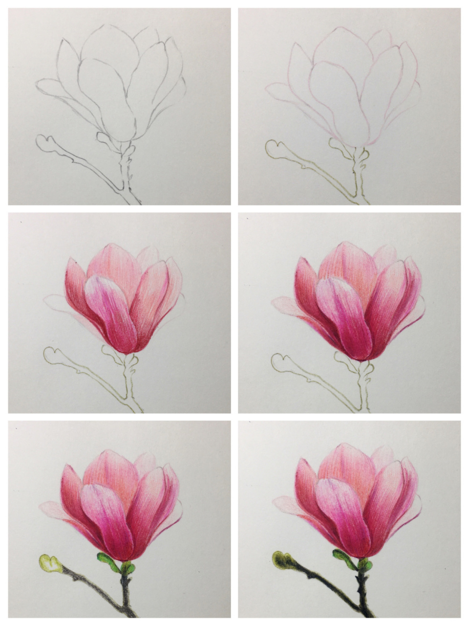 彩铅花卉,玉兰花绘画步骤分享 点赞➕关注➕收藏 后续会更新视频