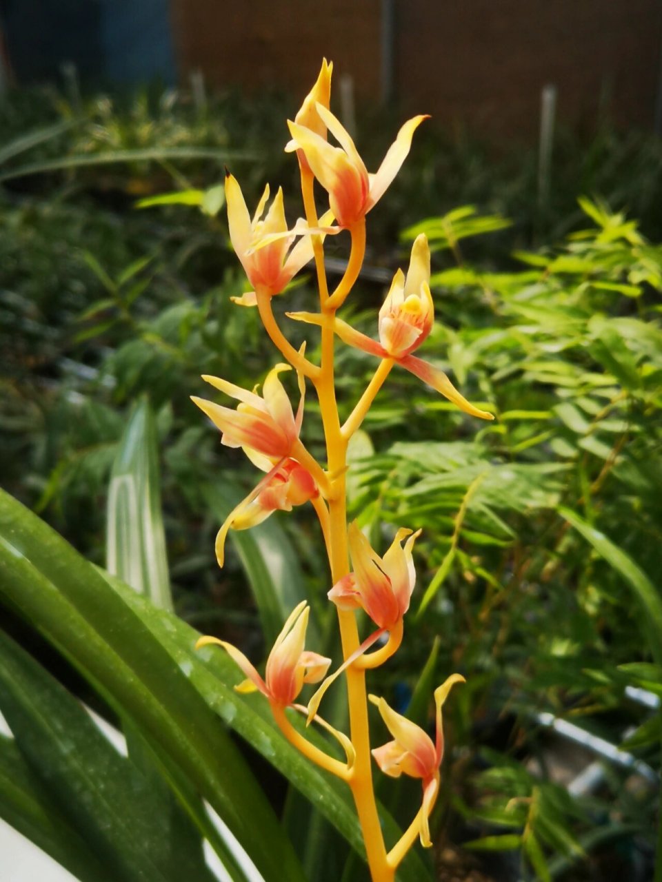 墨兰名品中国牛 终于让我完整的赏了一次中国牛的开花959595