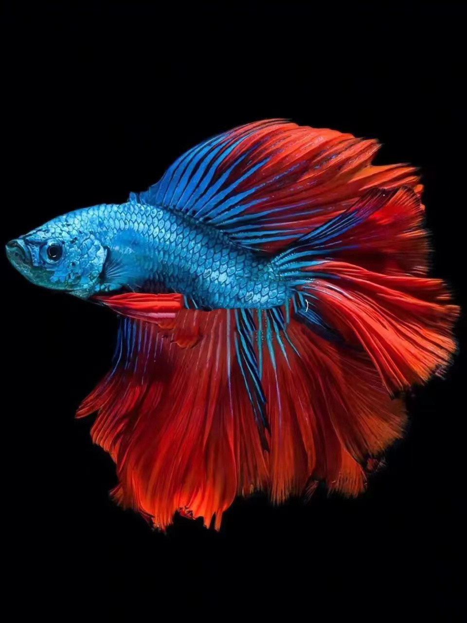 创意美术——斗鱼写生 工作室斗鱼照片写生课程,附照片素材 2h左右 1.