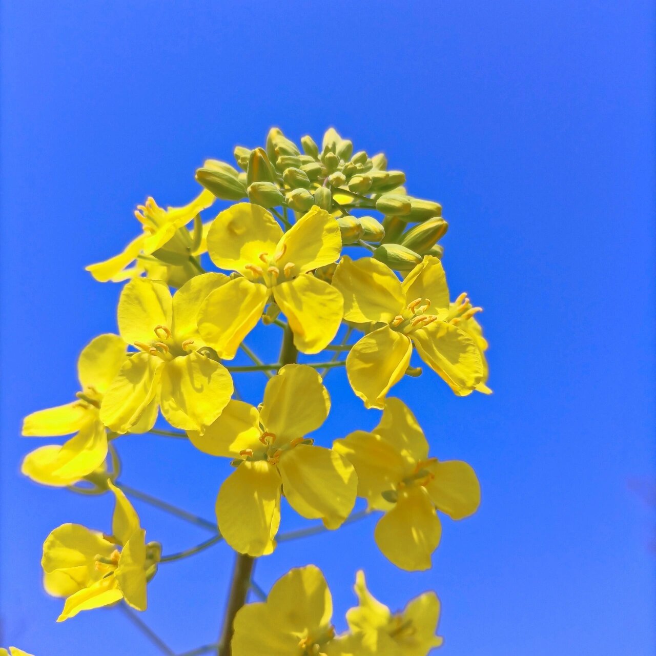 油菜花唯美头像图片