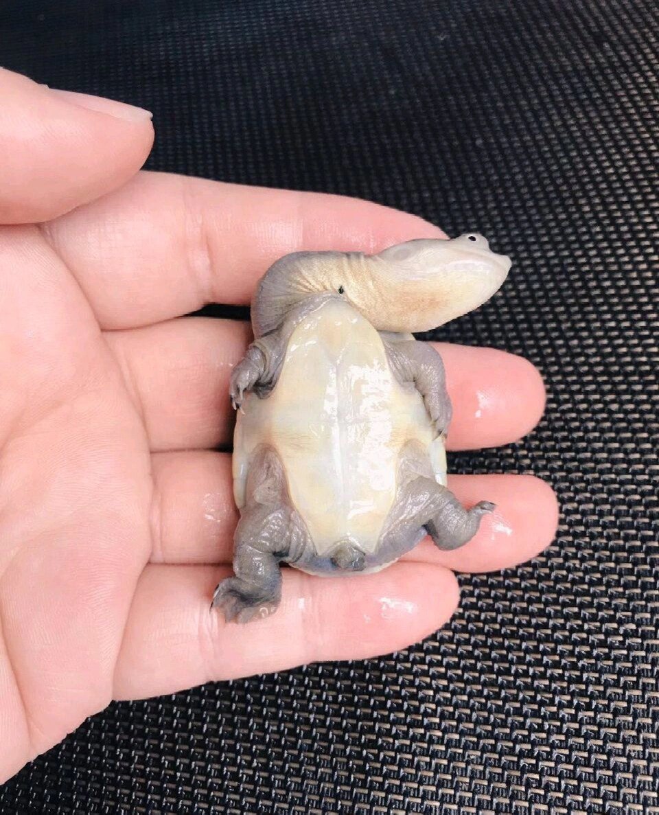 主要是蛇颈龟科,蛇颈龟属动物.