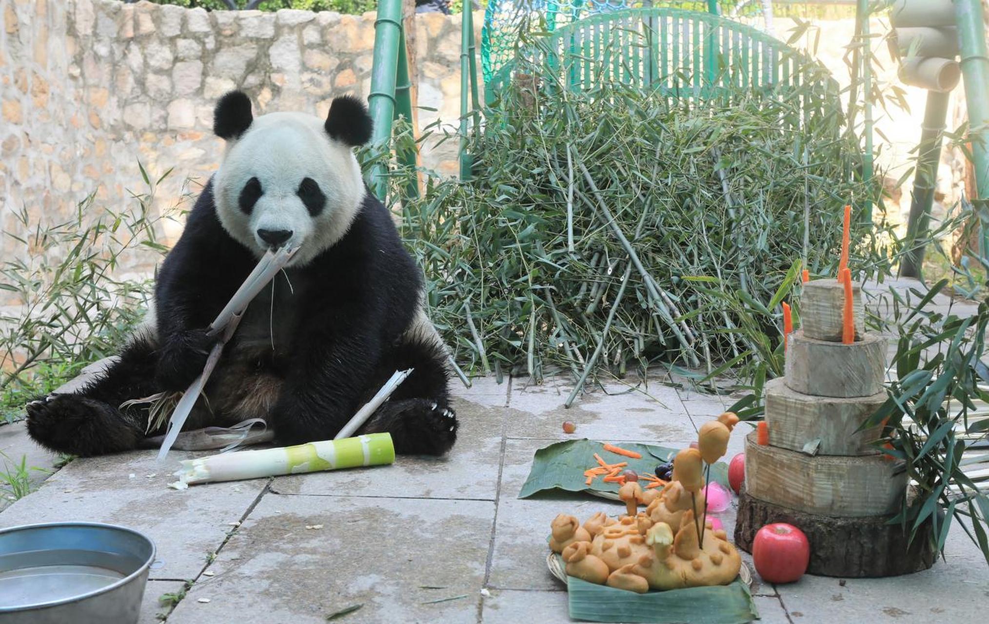 在北动里面,未展出的大熊猫出来刚回家不久的丫丫,还有花点点.