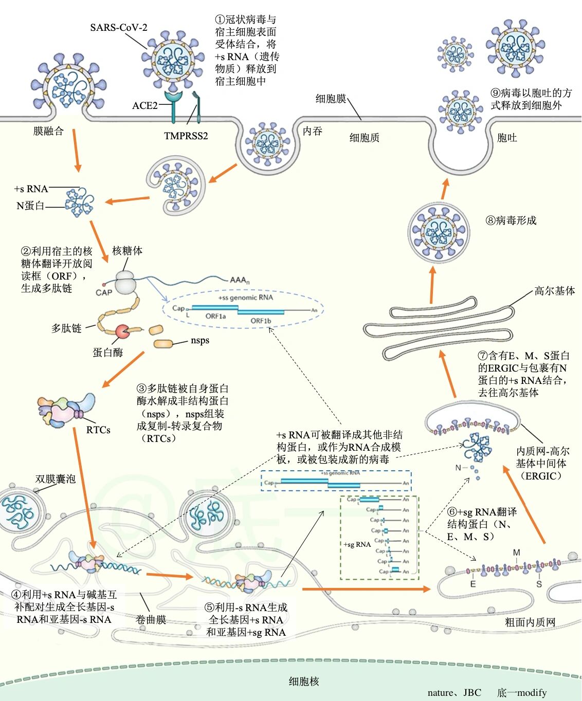 病毒增殖过程图片