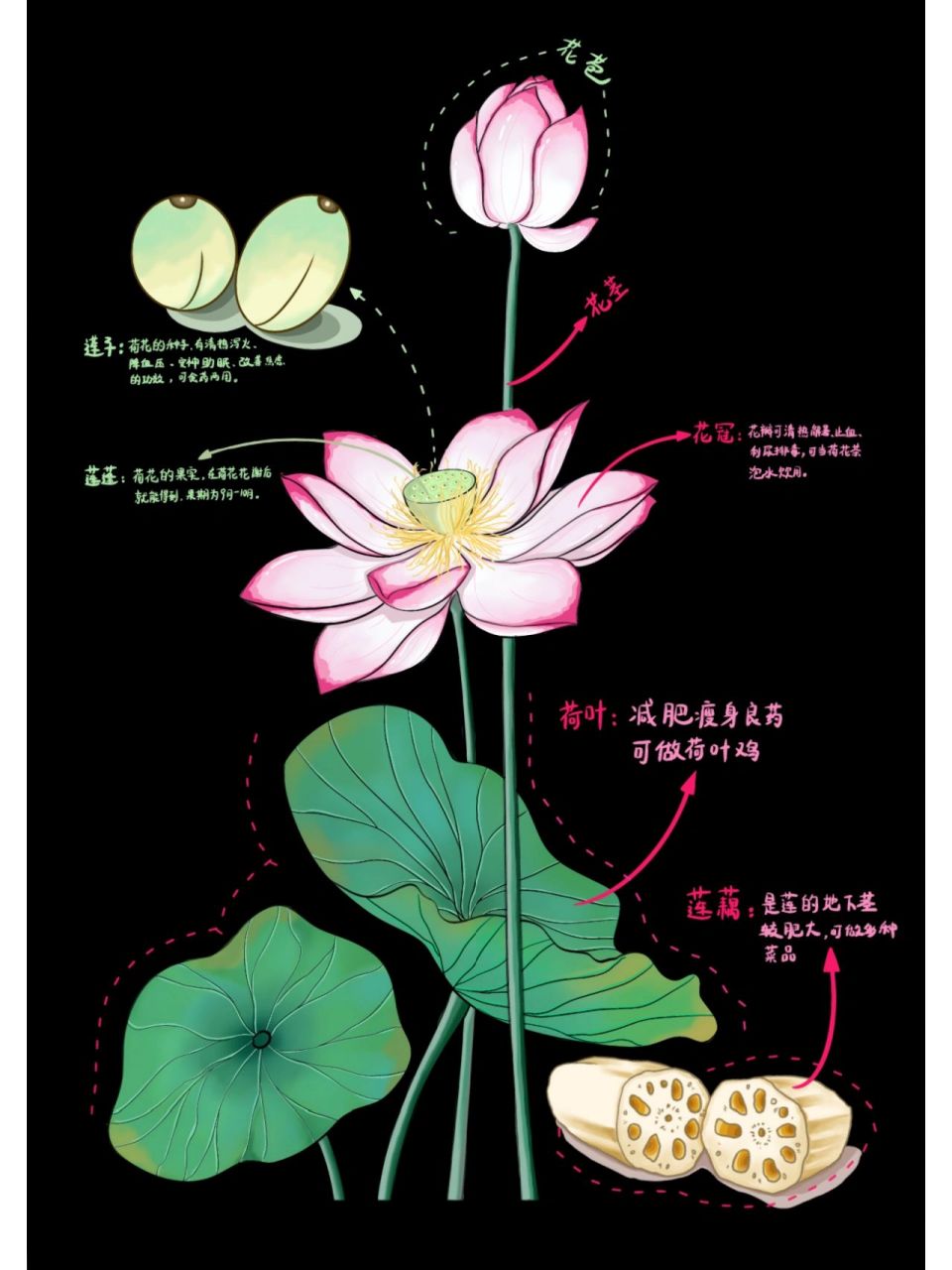 荷花分解结构图图片