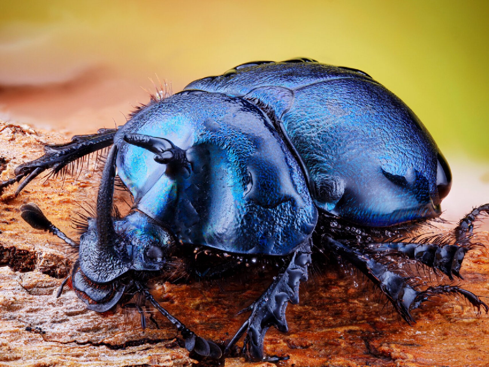 南京自然教育|神奇生物图鉴|屎壳螂 生物名:华武粪金龟,屎壳螂 外文名
