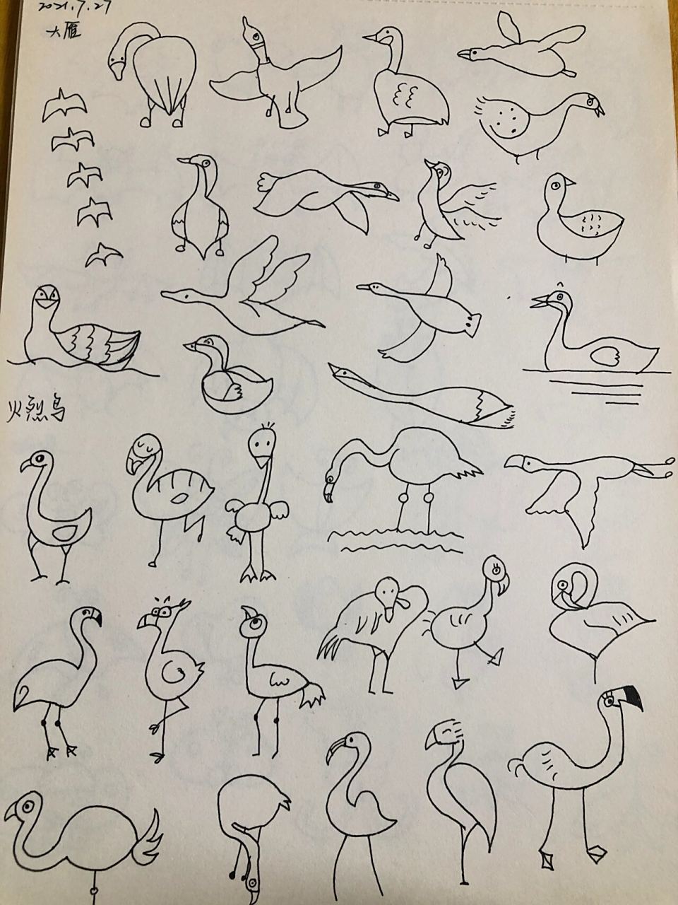 简笔画临摹练习day71 大雁和火烈鸟03