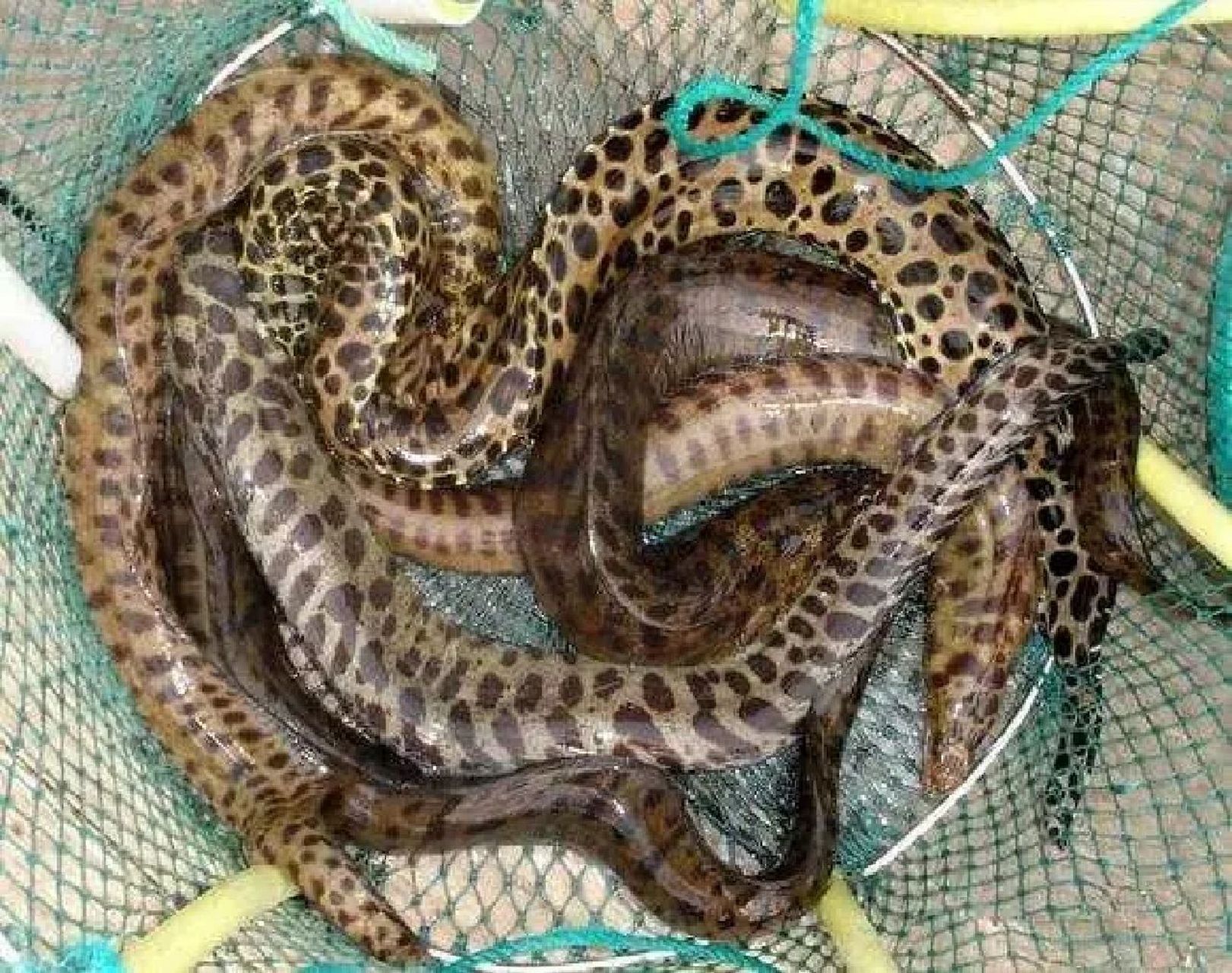 他穿橡皮手套杀海鳝.结果手套被咬穿,手指被咬破.