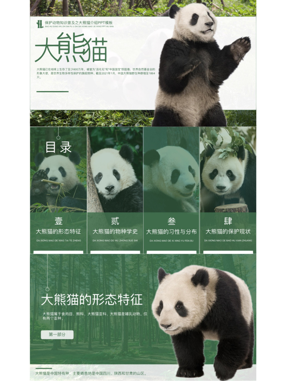 保护动物知识普及之大熊猫介绍 ppt 共20页    共20页97 含文字内容