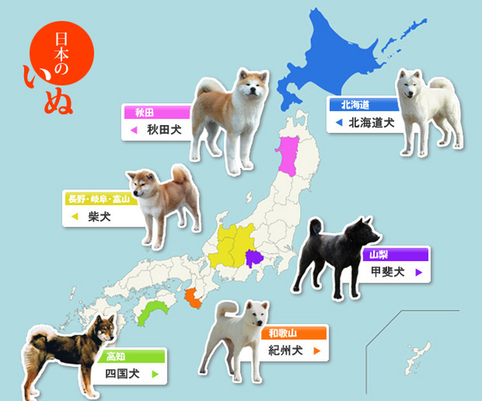 日本犬分类 古产于日本的犬种被统称为日本犬,包括柴犬,秋田犬,北海道