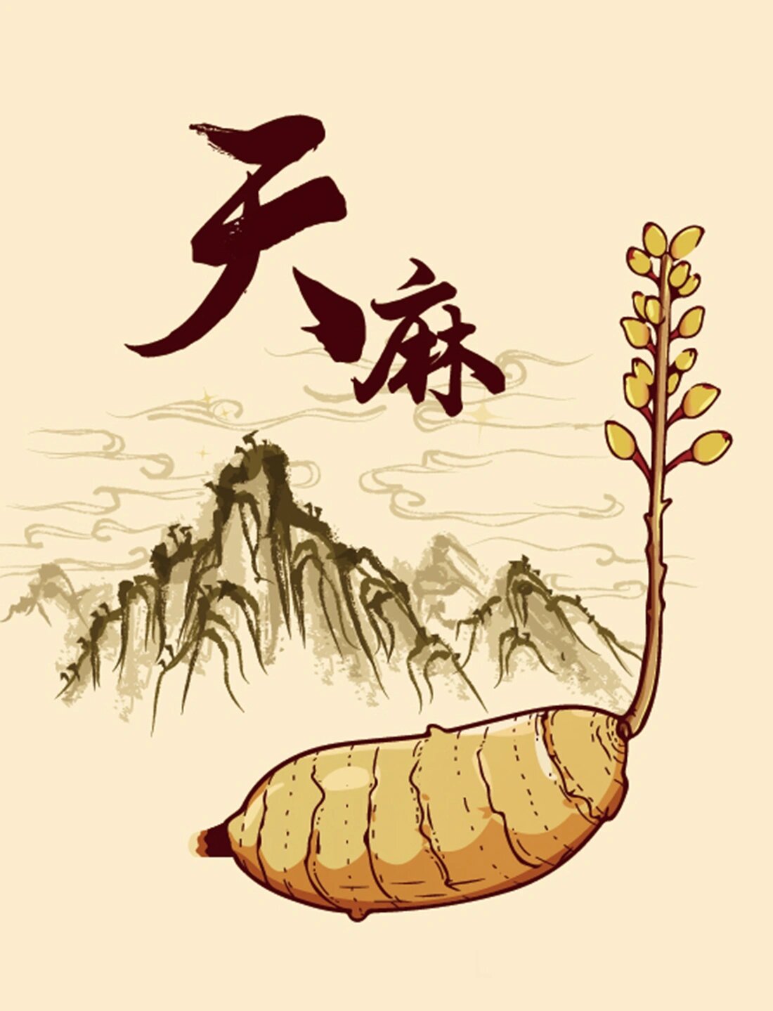 手绘天麻 可用于包装设计 可授权 听说天麻相关产品生产与售卖放开了