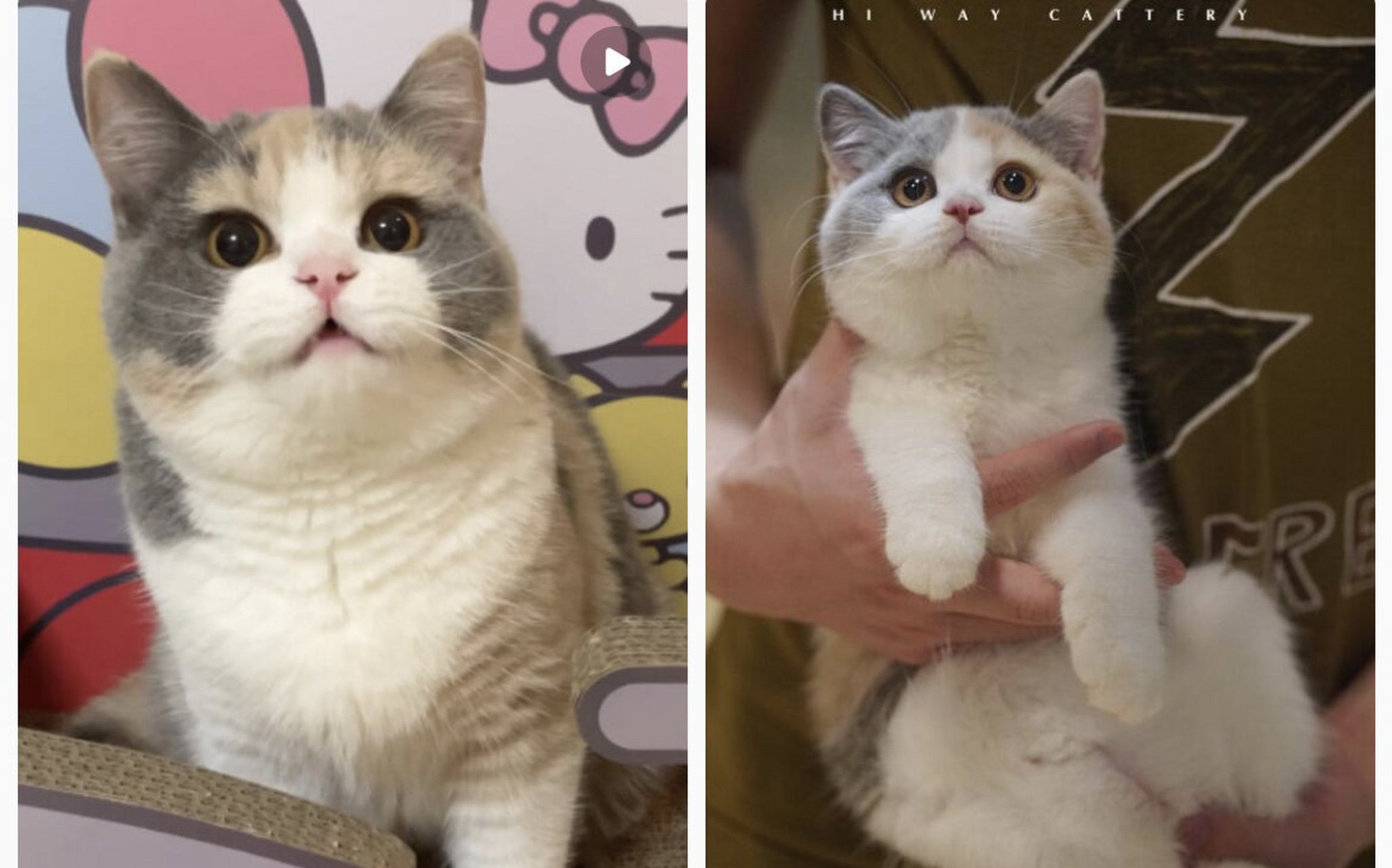 英短三花or 蓝白? 家里面的英短小白要到了可以配种的年龄啦.