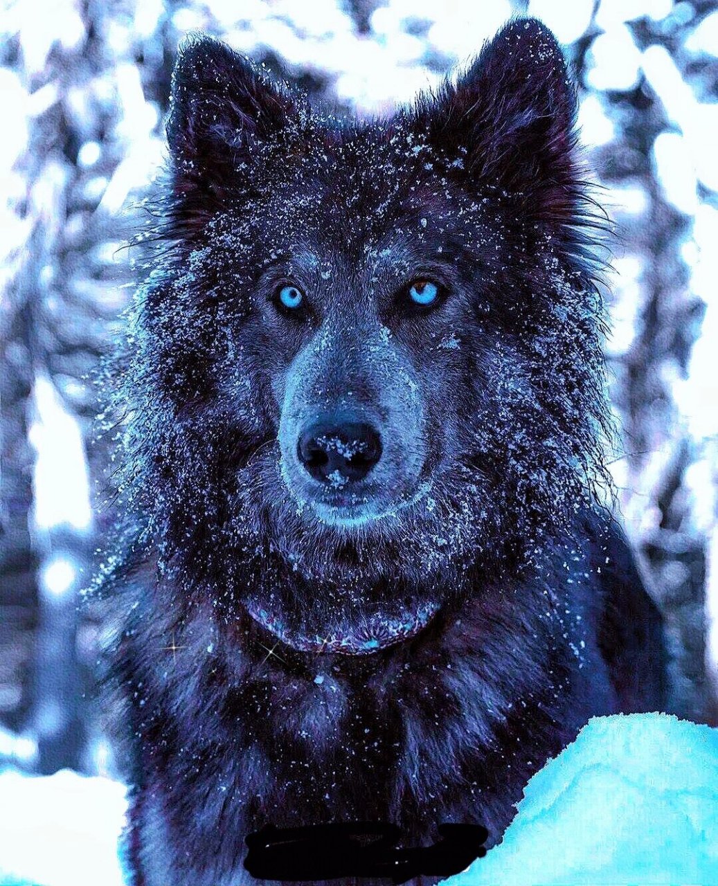 蓝湾牧羊犬|一眼就爱上 #蓝湾牧羊犬# #狗狗# #帅# #安全感