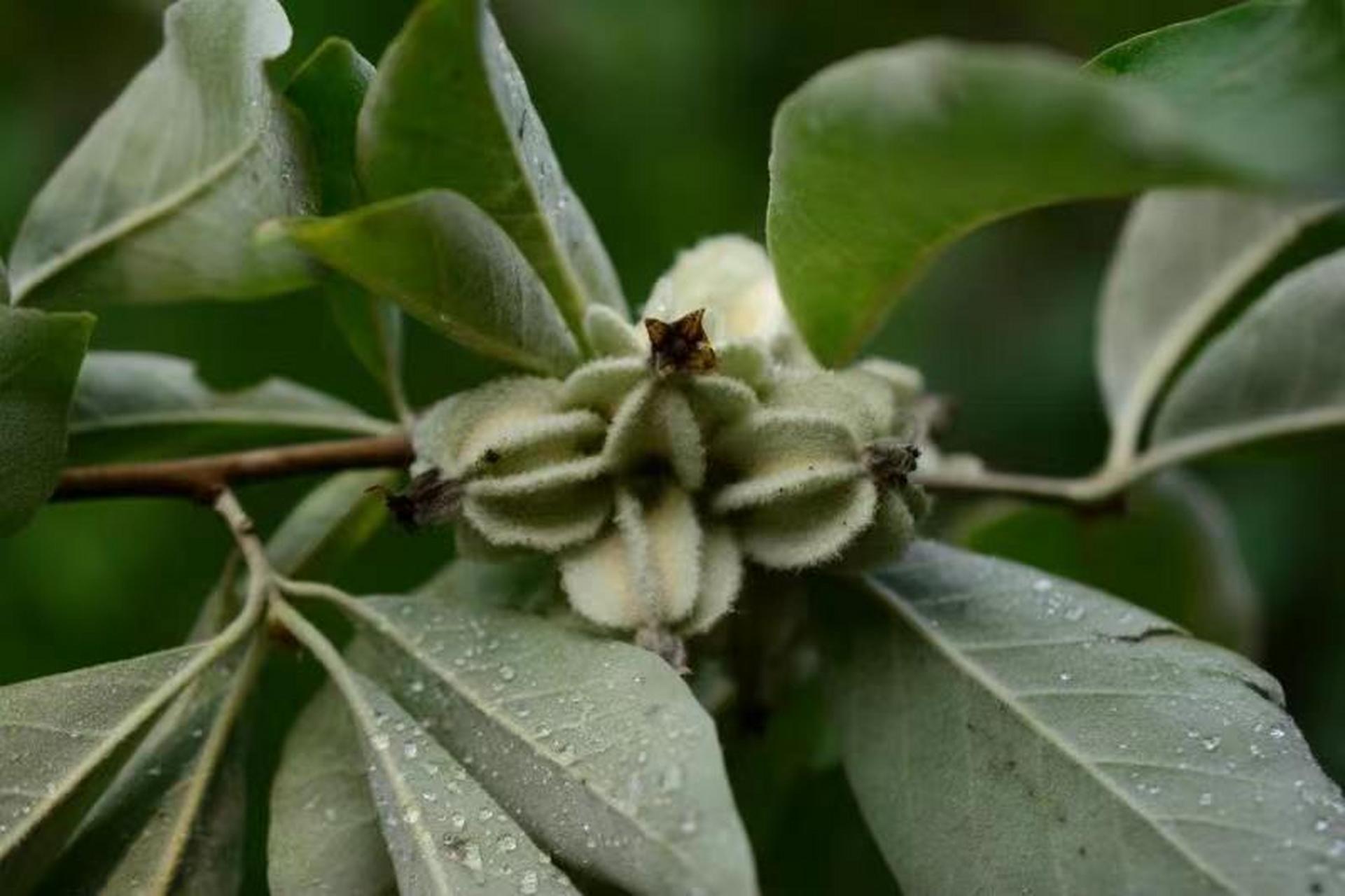 翅果油树是经第四世纪冰川作用后残存下来的中国特有的古生物植物,仅